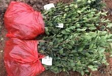 长林和��无品�U���a茶苗出圃